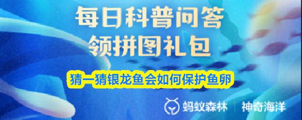 猜一猜银龙鱼会如何保护鱼卵