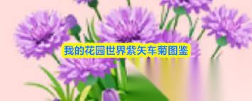 我的花园世界紫矢车菊怎么样