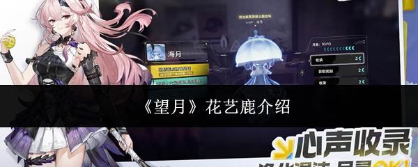 望月花艺鹿怎么样花艺鹿介绍